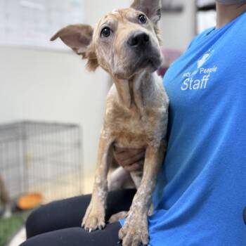 Creole -  Cattle Dog and Shar Pei Dog for Adoption in Tyler, Texas - Creole | PetCurious