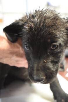 Golden Retriever and German Shepherd Dog Dogs Available for Adoption in Pahrump, Nevada - Tink (Mollie L582 P3) | PetCurious