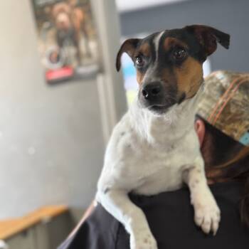 Rescue Jack Russell Terrier and Mixed Breed Dogs for Adoption in Wantagh, New York - DJ | PetCurious