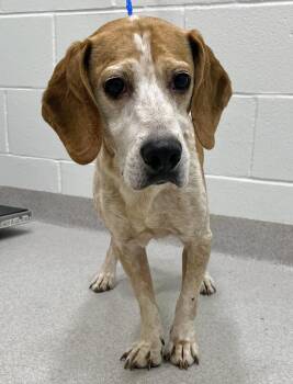 Rescue Beagle Dogs for Adoption in Lindenhurst, New York - 25-463 | PetCurious