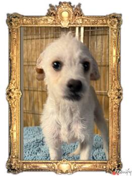 Rescue Poodle and Terrier Dogs for Adoption in Wanaque, New Jersey - Ramsey | PetCurious