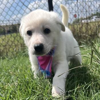 Bologna -  German Shepherd Dog and Mixed Breed Dog for Adoption in New York, New York - Bologna | PetCurious