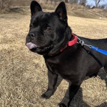 Mixed Breed Dogs Available for Adoption - Poppy | PetCurious