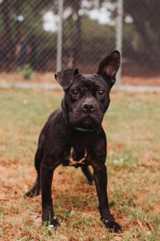 American Staffordshire Terrier and Mixed Breed Dogs Available for Adoption in North Charleston, South Carolina - 3887B Taylor | PetCurious