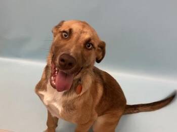 Abe -  Labrador Retriever and Mixed Breed Dog for Adoption in Woodbury, Minnesota - Abe | PetCurious