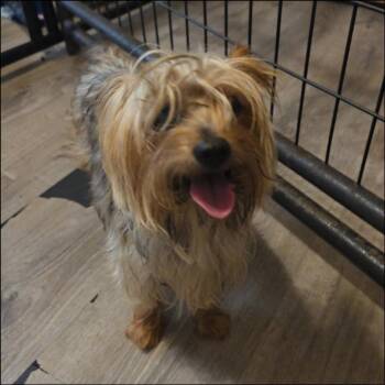Precious -  Yorkshire Terrier Dog for Adoption in Thompson Falls, Montana - Precious | PetCurious