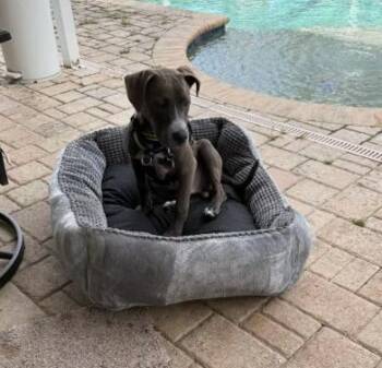 Cash -  Terrier Dog for Adoption in Tallahassee, Florida - Cash | PetCurious