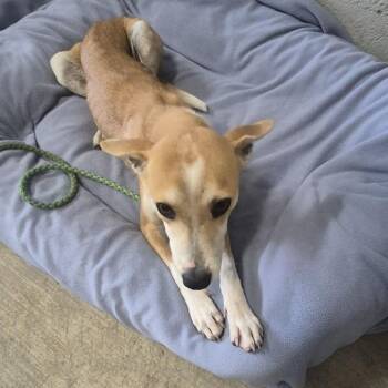Graham -  Mixed Breed and Carolina Dog Dog for Adoption in Austin, Texas - Graham | PetCurious