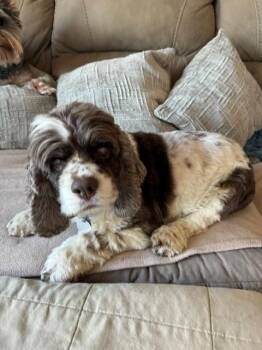 Liza -  Cocker Spaniel Dog for Adoption in Irmo, South Carolina - Liza | PetCurious