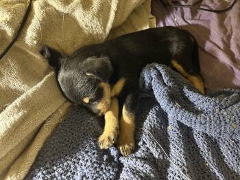 Terrier and Chihuahua Dogs Available for Adoption - Cinnabun | PetCurious