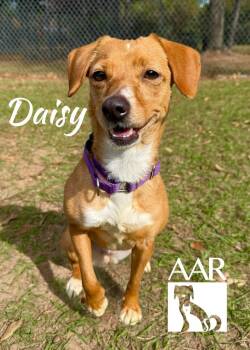 Dachshund and Chihuahua Dogs Available for Adoption - Daisy | PetCurious