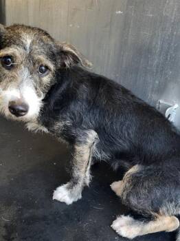 MO -  Terrier Dog for Adoption in San Antonio, Texas - MO | PetCurious