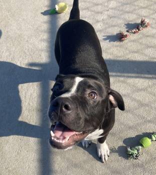 Truman -  American Staffordshire Terrier Dog for Adoption in Manning, South Carolina - Truman | PetCurious