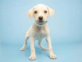 Labrador Retriever and Mixed Breed Dogs Available for Adoption - HAKU | PetCurious