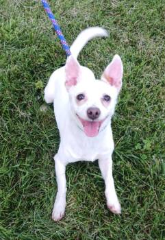 Rescue Chihuahua and Jack Russell Terrier Dogs for Adoption in Fremont, Ohio - Fiona | PetCurious