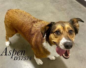 Aspen -  Australian Shepherd Dog for Adoption in Clarksville, Tennessee - Aspen | PetCurious