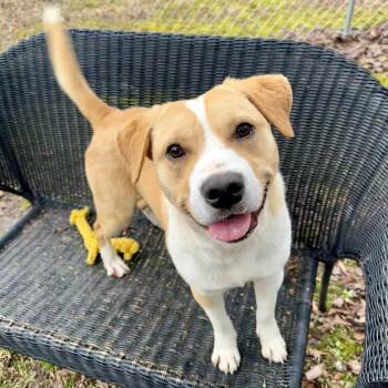 Rescue Beagle and Corgi Dogs for Adoption in Huntington, New York - Schroeder | PetCurious