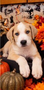 Rolo -  Pit Bull Terrier and Labrador Retriever Dog for Adoption in Sumter, South Carolina - Rolo | PetCurious