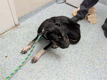 JUNIOR -  Siberian Husky and Mixed Breed Dog for Adoption in Rowlett, Texas - JUNIOR | PetCurious