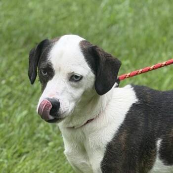 DOT -  Terrier and Basset Hound Dog for Adoption in Locust Fork, Alabama - DOT | PetCurious
