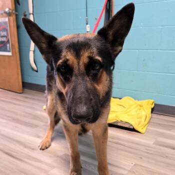 Wallem -  German Shepherd Dog Dog for Adoption in St. Louis, Missouri - Wallem | PetCurious