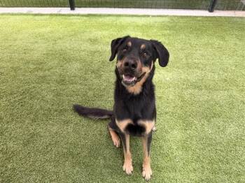 KANE -  Rottweiler and Mixed Breed Dog for Adoption in Rowlett, Texas - KANE | PetCurious