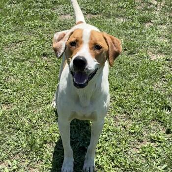 Mickey -  Bulldog and Hound Dog Available for Adoption in Valdosta, Georgia - Mickey | PetCurious
