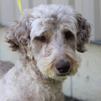 Labradoodle Dogs Available for Adoption in Eaton, Ohio - Lucy | PetCurious