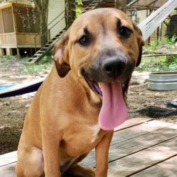 Rescue Black Mouth Cur Dogs for Adoption in Wadena, Minnesota - Felicity | PetCurious