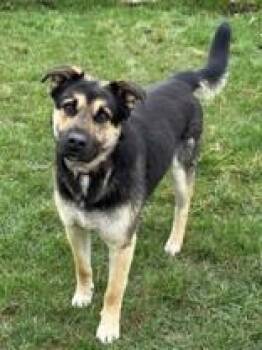 Shepherd Dogs Available for Adoption in Whitby, Ontario - Sully | PetCurious