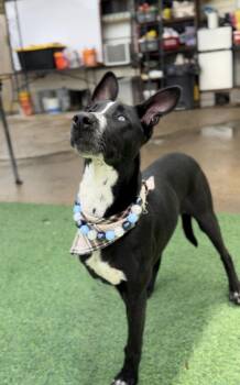 German Shepherd Dog and Husky Dogs Available for Adoption in Houston, Texas - Harold The Tri-Pod | PetCurious