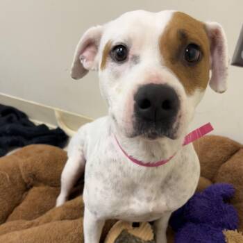 Mixed Breed Dogs Available for Adoption - Silverbell | PetCurious