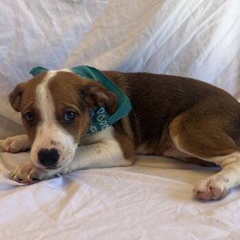 Madrid -  Mixed Breed Dog for Adoption in Canal Winchester, Ohio - Madrid | PetCurious