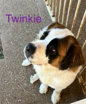 Rescue Saint Bernard Dogs for Adoption in Plano, Texas - Twinkie | PetCurious