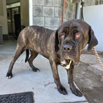Mastiff Dogs Available for Adoption in Long Beach, California - RIVER | PetCurious