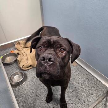 Cane Corso and Pit Bull Terrier Dogs Available for Adoption - Erza | PetCurious