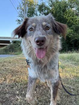 Alf -  Mixed Breed Dog for Adoption in Huntsville, Alabama - Alf | PetCurious