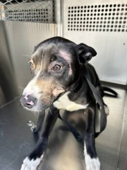 Rescue Mixed Breed Dogs for Adoption in Fort Worth, Texas - 59722616 | PetCurious