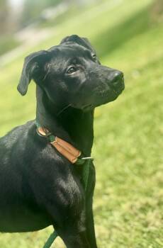 Mixed Breed Dogs Available for Adoption - Sabrina | PetCurious