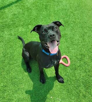 DOZER -  Pit Bull Terrier and Mixed Breed Dog for Adoption in Sarasota, Florida - DOZER | PetCurious