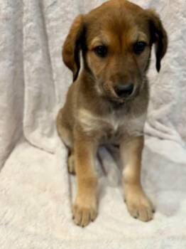 Golden Retriever and Standard Poodle Dogs Available for Adoption in Orange, California - Cessna | PetCurious