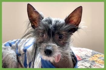 Obi -  Chinese Crested Dog Dog for Adoption in Amherst, Massachusetts - Obi | PetCurious