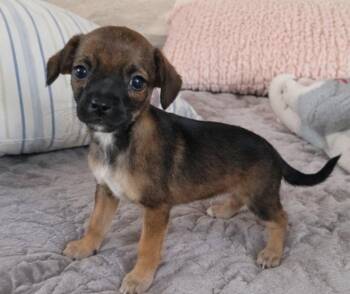 Minnie -  Morkie and Chihuahua Dog for Adoption in Batesville, Arkansas - Minnie | PetCurious