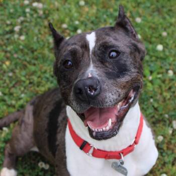 Mixed Breed Dogs Available for Adoption in Chattanooga, Tennessee - Keisha | PetCurious
