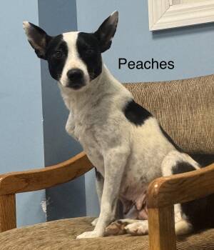 Peaches -  Terrier Dog for Adoption in Ulster, Pennsylvania - Peaches | PetCurious