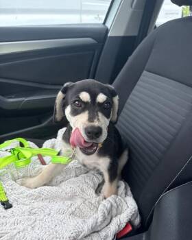 Labrador Retriever Dogs Available for Adoption in Clearwater, Florida - Deliliah | PetCurious