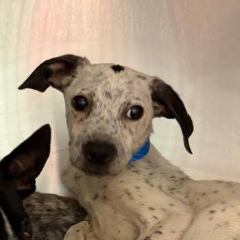 Dill -  Mixed Breed Dog for Adoption in Chattanooga, Tennessee - Dill | PetCurious