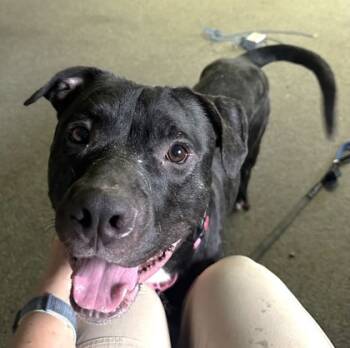 Rescue Pit Bull Terrier and Mixed Breed Dogs for Adoption in Twinsburg, Ohio - Peter | PetCurious