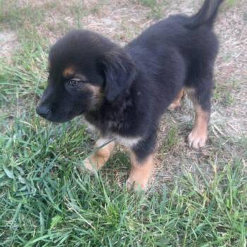 Bubbles -  Shepherd and Retriever Dog for Adoption in Fishers, Indiana - Bubbles | PetCurious