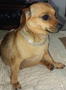 Bonnie -  Dachshund and Chihuahua Dog for Adoption in Lavon, Texas - Bonnie | PetCurious